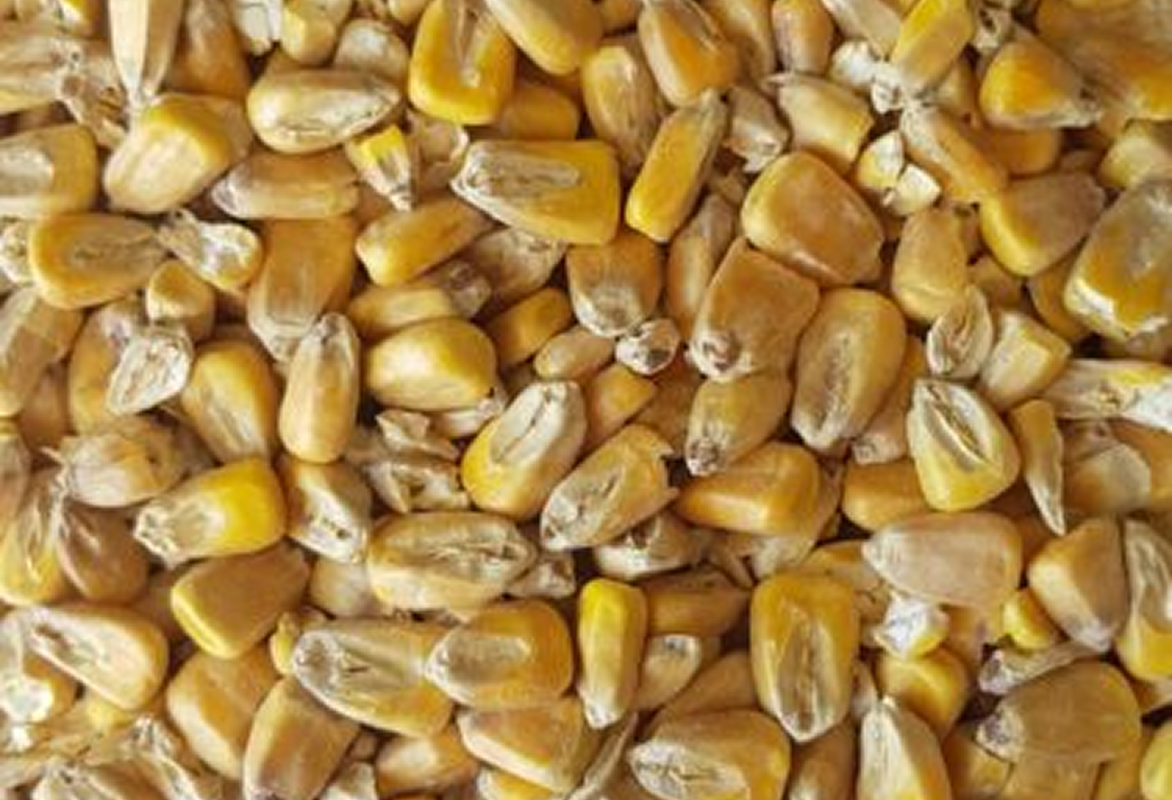 Maize Malt
