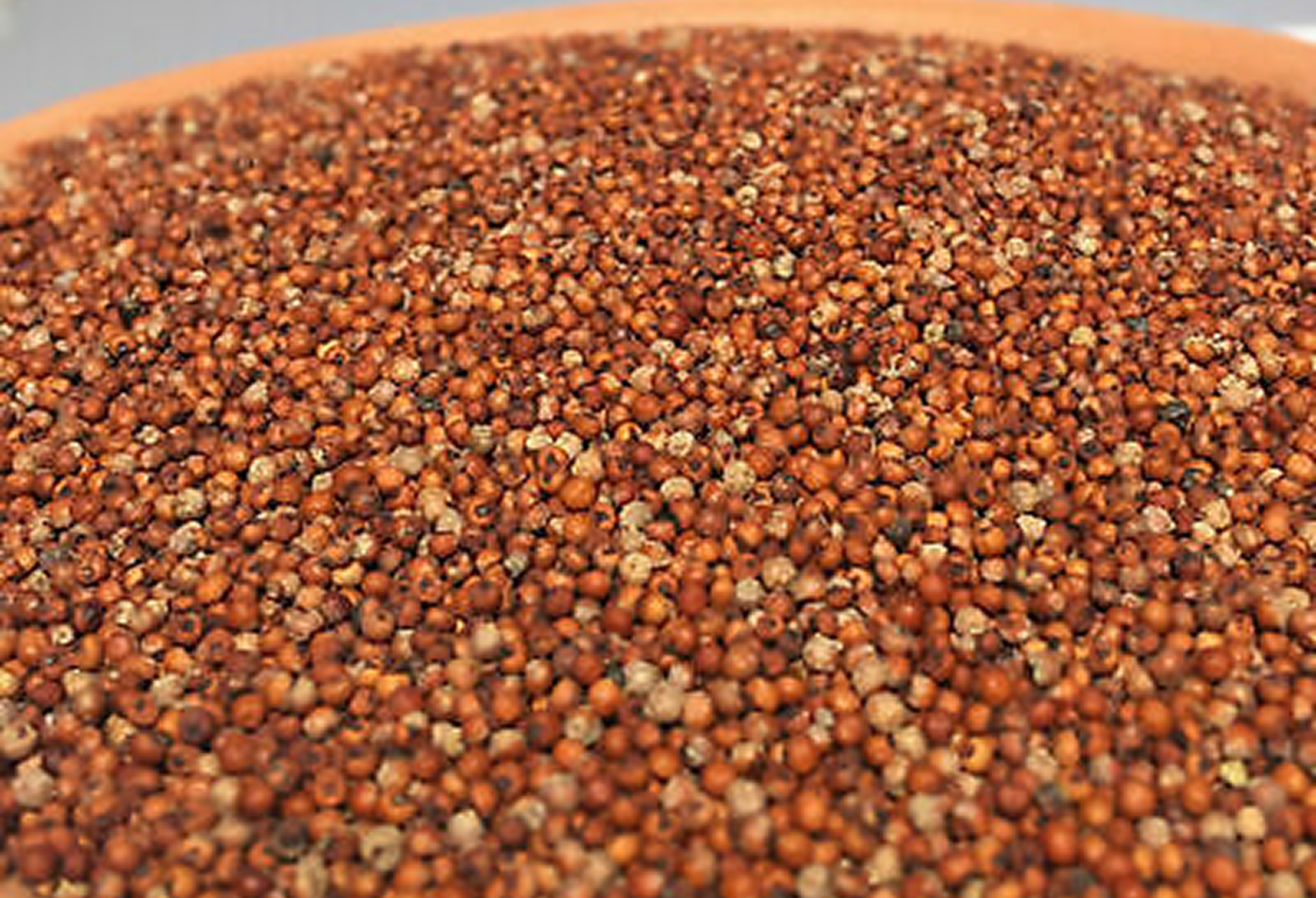 Sorghum Malt