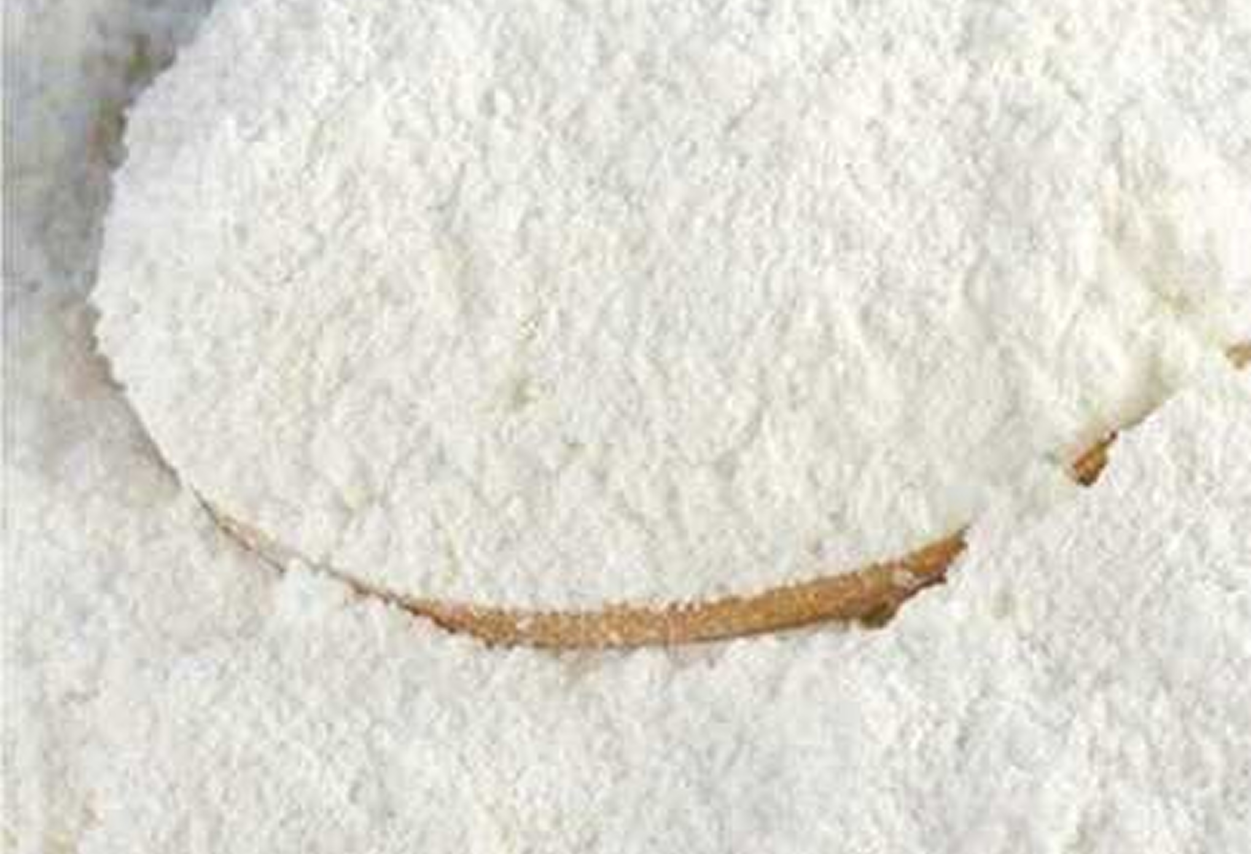 Super White Maize Meal