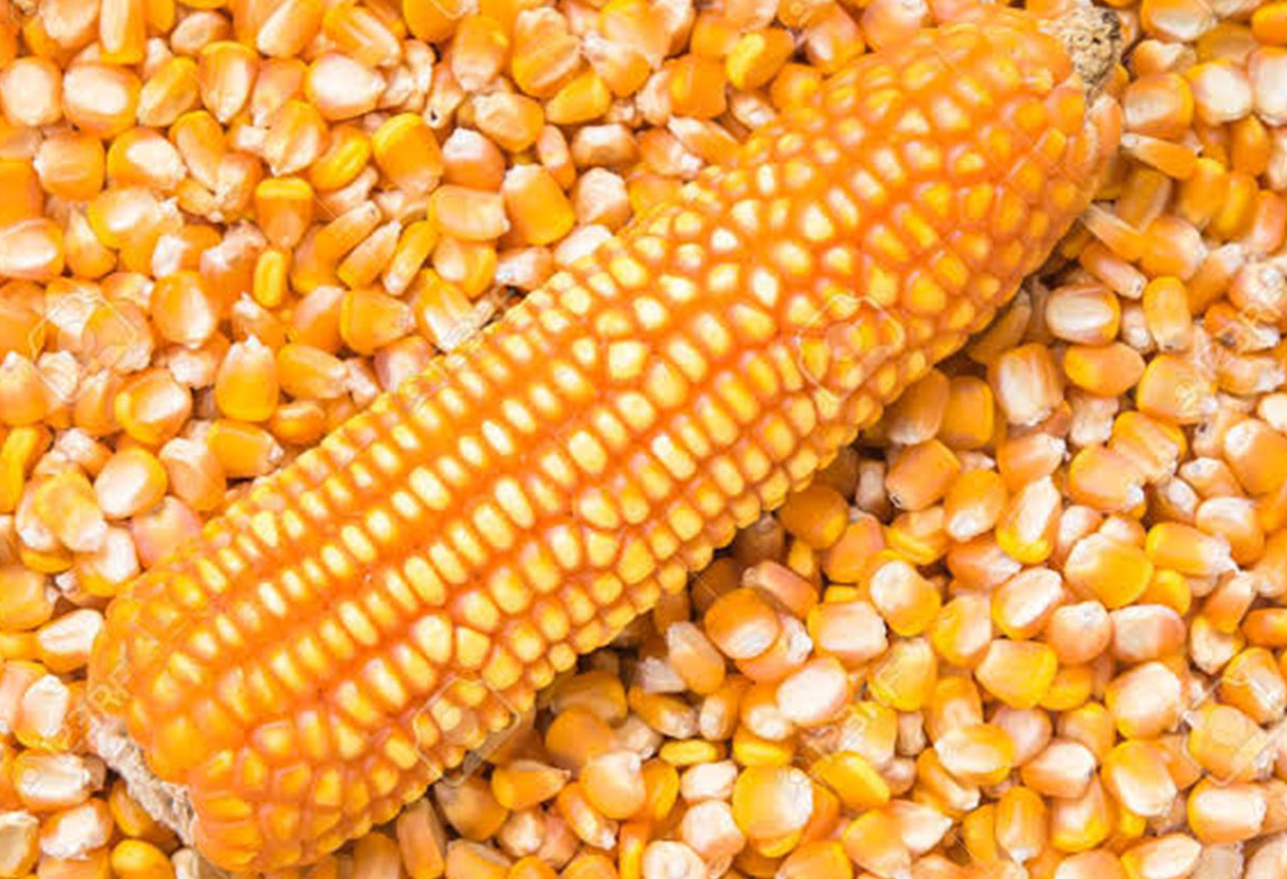 Yellow Maize